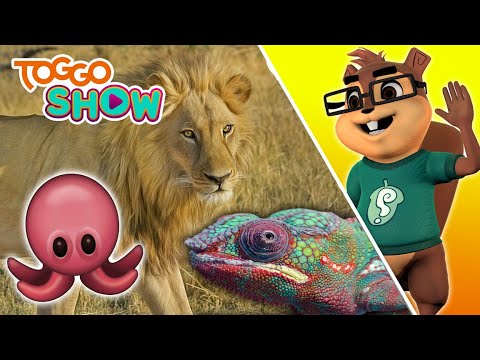 MEISTER der TARNUNG | Tiere, die sich verstecken | FIPS | TOGGO Show