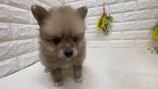 ポメラニアンの動画01