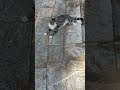 Grey Striped Cat Meowing Meow