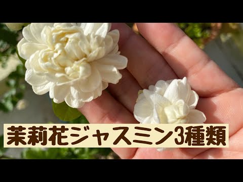 一般的なパイプブッシュ、偽ジャスミン 植物