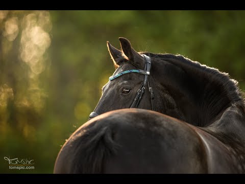 Fotoshooting mit Dalana & TOMSPIC 🐴📷