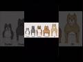 Different Types Of American Bully Youtubeshorts Bullypedia Dogbreed