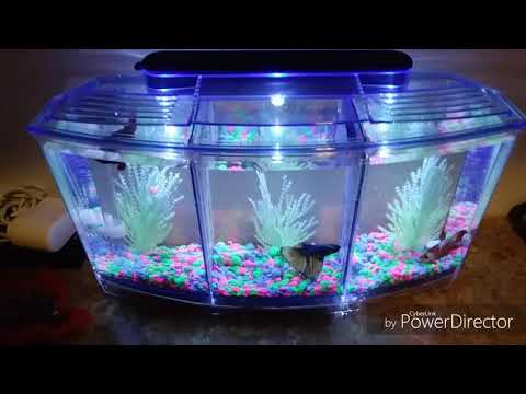 New 3 betta fish tank kit plus New pickups