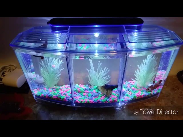 New 3 betta fish tank kit plus New pickups 