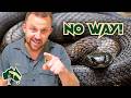 13 Biggest Snake Myths Busted! | Venom Diaries