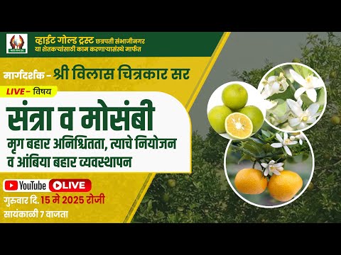 संत्रा व मोसंबी मृग बहार अनिश्चितता, त्याचे नियोजन व आंबिया बहार व्यवस्थापन