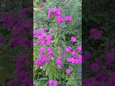 Флокс Зе Кинг темно пурпурный метельчатый / ОКС - фото 1 - id-p2763440994