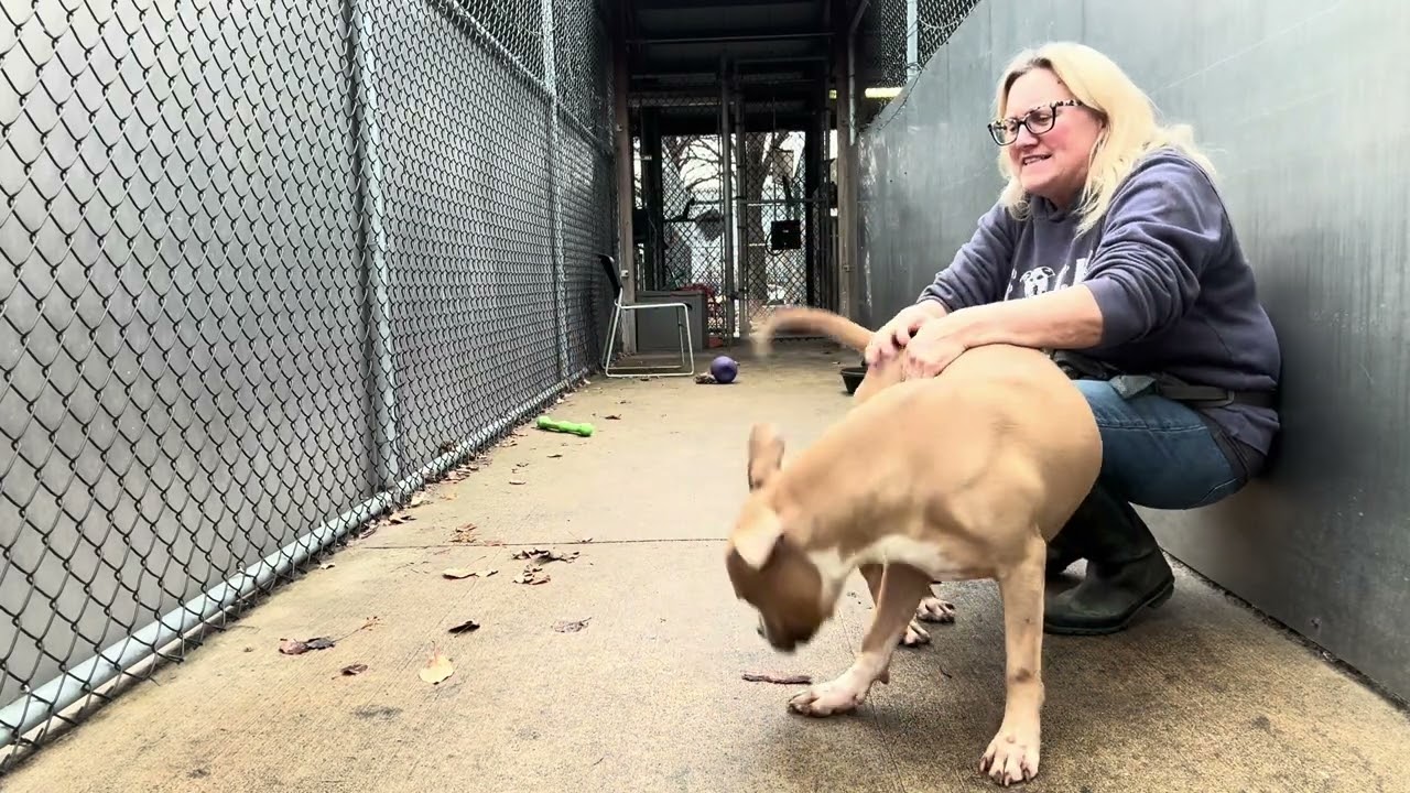 Draven, a ADOPTABLE Pit Bull Terrier in Chicago, IL video 5/5