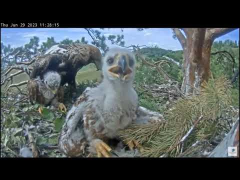 Altynay & her beautiful chicks 29-06-2023