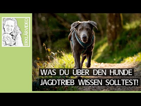 Hunting instinct in dogs ➡️ What you should know about the dog hunting instinct! ➡️ Explanatory v...
