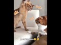 Cats Core Compilation Funniest Cat Slap Moments Shorts Cat