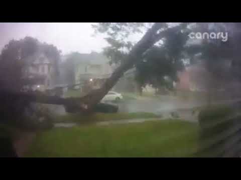 Tree in Holyoke falls over during Aug. 12 storm