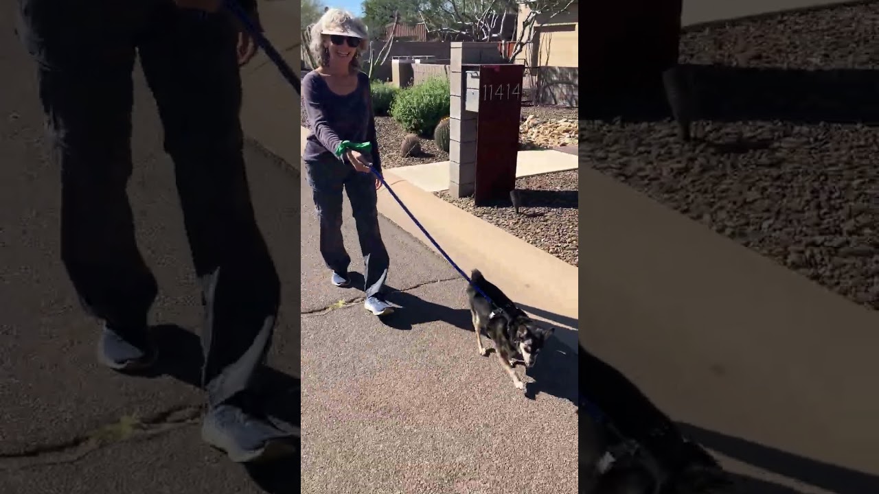 Enlarge Auto, a Adoptable Chihuahua in Scottsdale, AZ video 2/4