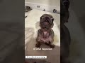 Cute French bulldog puppy with a lot to say #dog #animals #pets