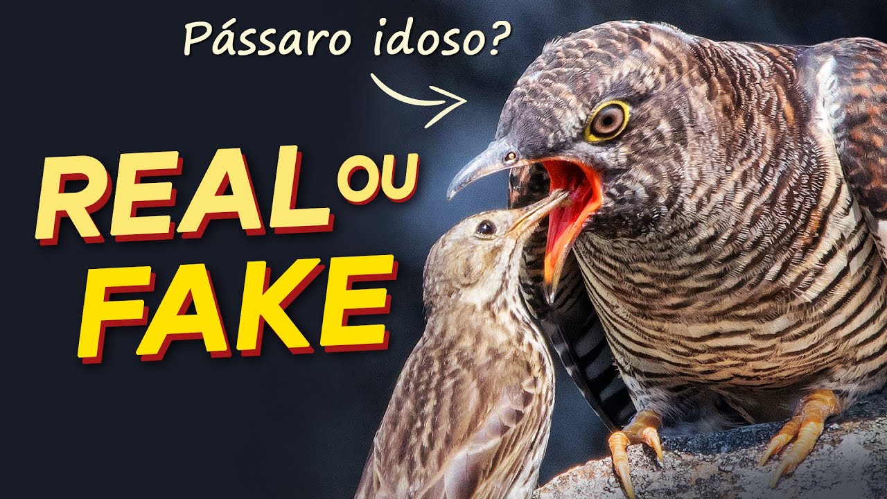 FATOS e FAKES sobre pássaros na internet #1 | PÁSSARO VELHO é cuidado pelo JOVEM?