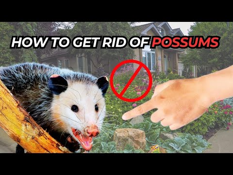 How To Get Rid Of Possums In Your Home or Yard