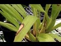 ORCHID CARE : Yellow Leaves and Other Ailments ...