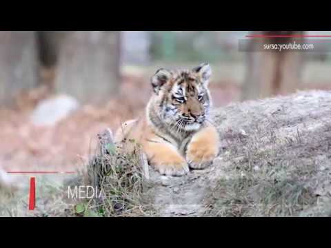 Stiri Mediafax 21 Noiembrie - Pitești: sondaj pentru alegerea numelui unui tigru