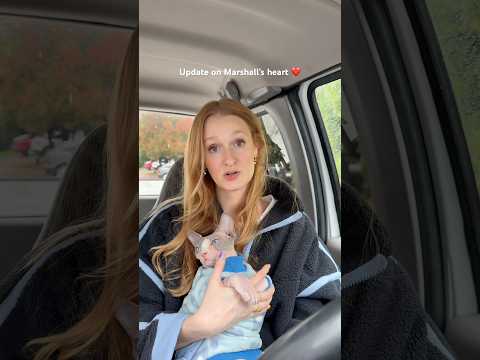 Marshall’s heart UPDATE❤️ #sphynx #pets #cats #sphynx #hcm