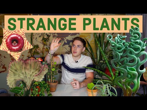 Strange Houseplants 🌿 | 11 Unique Houseplants!