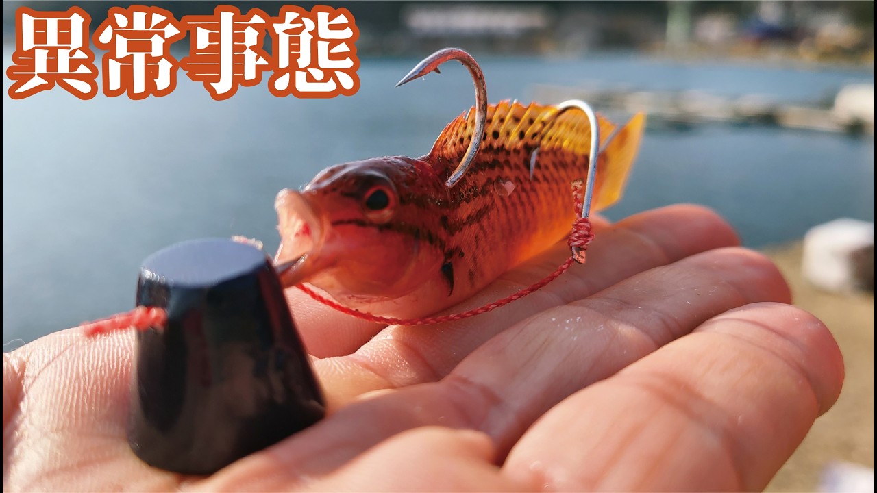 堤防でブリが恐ろしく釣れる！釣れた小魚をそのまま投げ込んだ結果がヤバすぎた【ベラテンヤ】