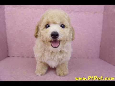 08/14泰迪比熊公幼犬4號(台中南區)