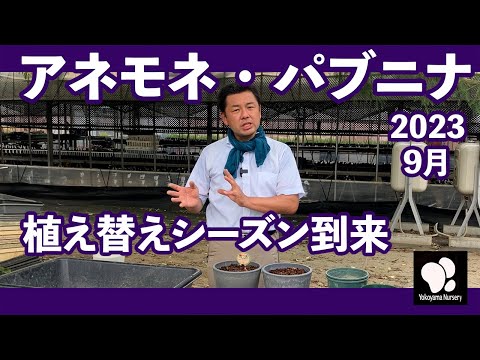 園芸 カーンのアネモネ、花屋のアネモネ