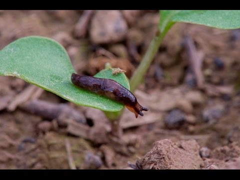 GCTV17: Slug Bait Timing - an agronomist POV