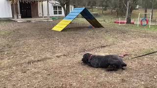 Video preview image #1 Great Dane-Labrador Retriever Mix Puppy For Sale in Sheboygan, WI, USA