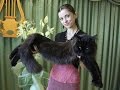 Сравнение кота, кошек и котят мейн-кун, вес мейн-куна / Maine Coon (Animal Breed ...