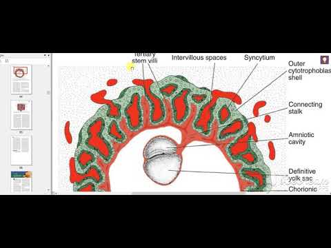 Chorion Decidua Placenta 7