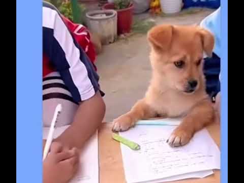 Why some dogs 🐕 act asif they understand life 🧐