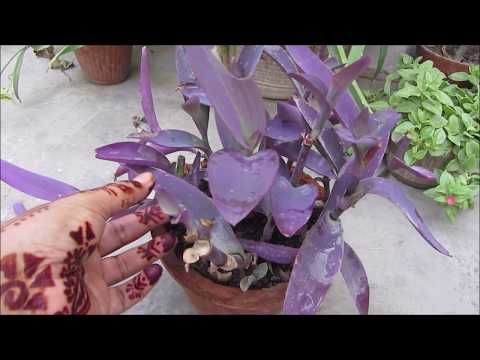 Beautiful purple heart plant - easy to grow