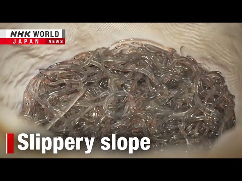 多明尼加共和國的鰻魚產業蓬勃發展，NHK WORLD-JAPAN 新聞 (Dominican Republic grapples with eel industry boomーNHK WORLD-JAPAN NEWS)