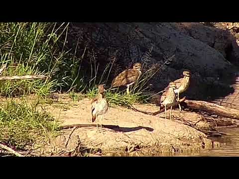 Djuma: Water Thick-knees-parent and three young - 16:34 - 02/26/20