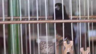 CURIÓ PANCADA   VENDIDO
