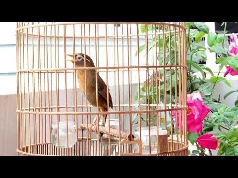 Mi thuần Cb0126 đẹp giọng hay mau mỏ. Giá 3,8t. LH 0908070555. ( ĐÃ NHẬN TIỀN KHÁCH )