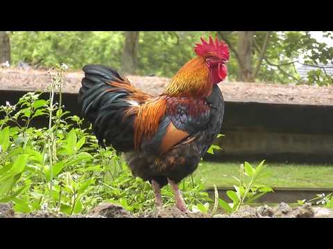 Rooster crowing loud in the early morning !