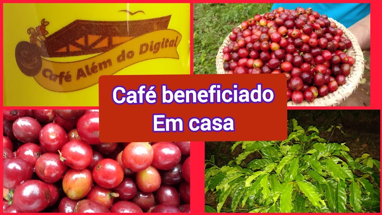 Secar café em casa. Dá pra fazer bem feito. Beneficiar o fruto do cafeeiro.