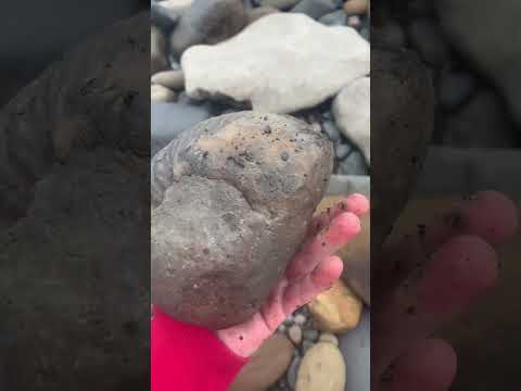 Large Rare Ammonite Trapped Under Boulder 😮 🔨