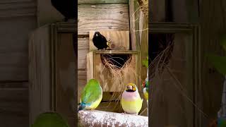 Download lagu Gouldian Finches and Black Siskin in Bird aviary mp3