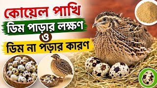 Download lagu কোয়েল পাখি ডিম পাড়ার লক্ষণ ও ডিম না পড়ার কারণ ।  Quail egg laying symptoms and food list mp3