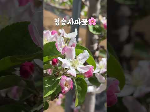 청송의 사과꽃이 피었습니다