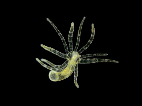 Phylum Cnidaria Part 2: Class Hydrozoa
