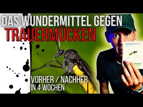 Get rid of fungus gnats quickly and easily - BEFORE/AFTER - Use beneficial insects! (Nematodes)