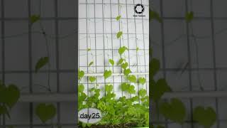 Grow Morning Glory From Seeds Time-lapse #growingup #timelapse #seedplanting #growth  #morningglory