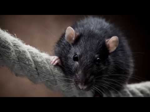 Best KILLER Mouse Trap Ever | Victor Multi Kill Electronic Mouse Trap