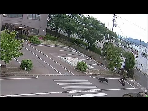 Video Thumbnail: Japan: Bär verfolgt und attackiert Arbeiter