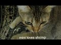 Cat Loves Eating Shrimp CatfoodMom Bring Basil Leaf But I Want Shrimps