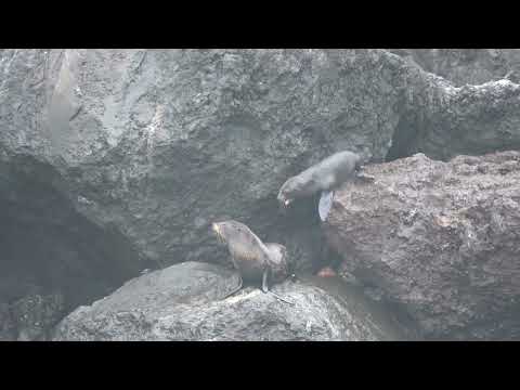 Galapagos Fur Seal Mother and Pup enter the water near Isla Isabela, EC (6.18.26)